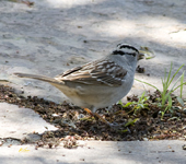 White crowned Sparrow